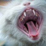 Detailed image of a white cat yawning, showing sharp teeth and open mouth, ideal for pet themes.