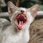 Adorable yawning kitten captured in close-up, showcasing its mouth wide open and playful demeanor.