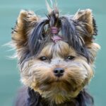 Cute Yorkshire Terrier dog portrait with fluffy fur and topknot against a green background.