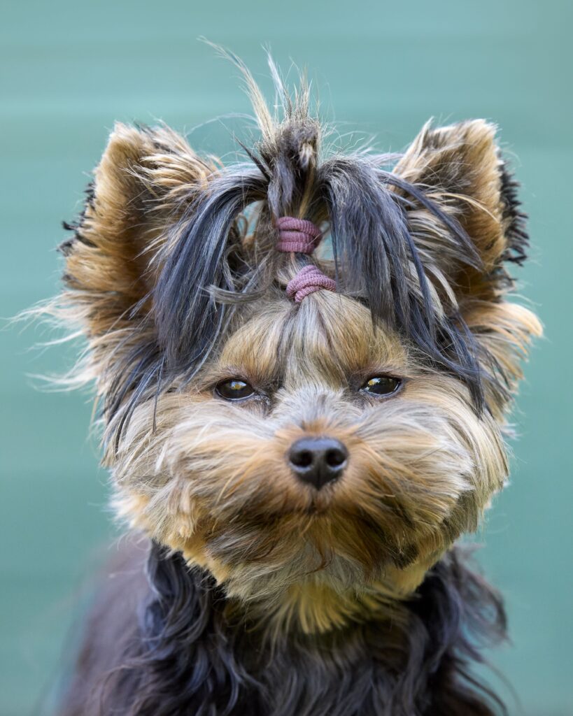Cute Yorkshire Terrier dog portrait with fluffy fur and topknot against a green background.