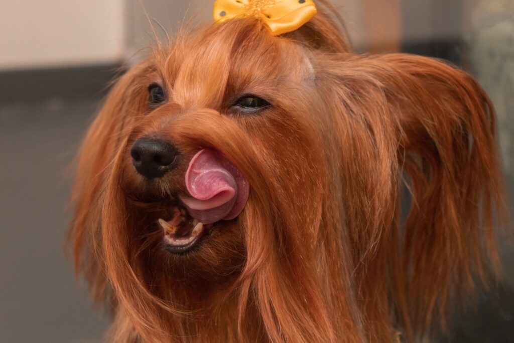 Charming close-up of a furry, long-haired dog licking its nose with a yellow bow on its head.