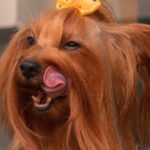 Charming close-up of a furry, long-haired dog licking its nose with a yellow bow on its head.