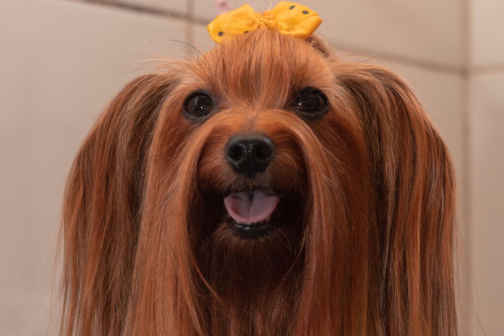 Adorable Yorkshire Terrier with a yellow ribbon, showcasing its long, silky fur in a close-up shot.