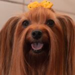 Adorable Yorkshire Terrier with a yellow ribbon, showcasing its long, silky fur in a close-up shot.
