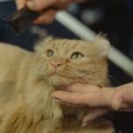 Close-up of a fluffy tabby cat being groomed indoors by a professional.