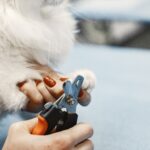 Close-up of a person trimming a cat's nails using a pet grooming tool.
