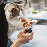 Close-up of a woman trimming a cat's claw using nail clippers at home.