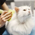 Close-up of a white Turkish Angora cat being groomed in a pet salon with professional care.