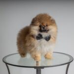Charming Pomeranian dog wearing a black bow tie, standing on a glass table indoors.