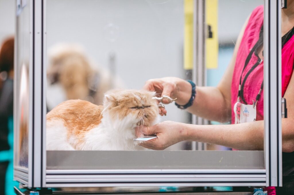 cat, persian, pet, feline, grooming, groomer, nature, kitty, groom, haircut, scissors, animal