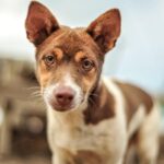 animal, dog, alone, one, brown, nature, closeup, head, look ahead, puppy, pet, cute, face, brown dog, brown alone, brown puppy