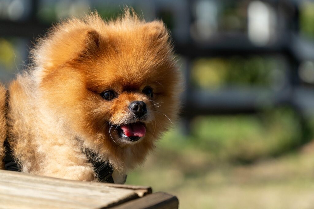 pomeranian dog, happy puppy, cut, pomeranian, cute, happy, puppy, dog, canine, animal, mammal, doggy, adorable, healthy, purebred, nature, grooming, groomed, cheerful, funny, brown, pet, fluffy, pomeranian dog, pomeranian dog, pomeranian, pomeranian, pomeranian, pomeranian, pomeranian