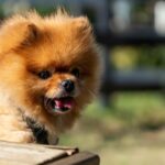 Puppy Grooming pomeranian dog, happy puppy, cut, pomeranian, cute, happy, puppy, dog, canine, animal, mammal, doggy, adorable, healthy, purebred, nature, grooming, groomed, cheerful, funny, brown, pet, fluffy, pomeranian dog, pomeranian dog, pomeranian, pomeranian, pomeranian, pomeranian, pomeranian