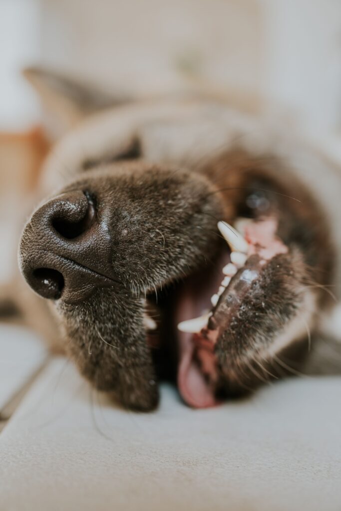 Close-up shot of a dog peacefully sleeping with mouth slightly open, showcasing its nose and teeth.
