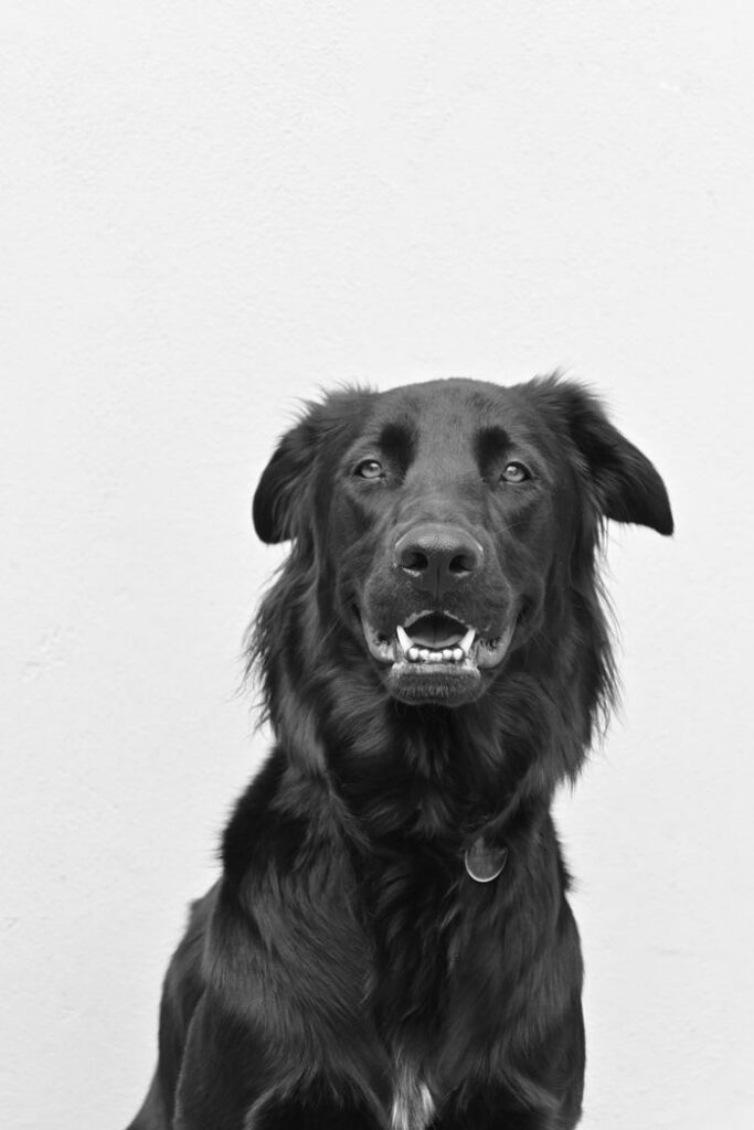 Black dog in a black and white portrait with a white background.
