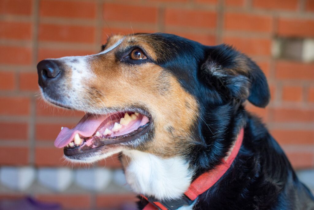 Charming close-up of a happy dog with a red collar, smiling against a brick wall backdrop.
