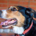 Charming close-up of a happy dog with a red collar, smiling against a brick wall backdrop.