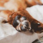 Detailed close-up of a dog's paws resting on a comfortable bed, featuring soft lighting and shallow depth of field.