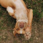 A happy dog lies playfully on grass, showcasing its paw and joyful expression.