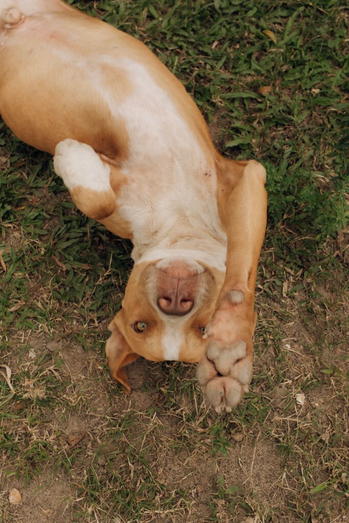 A happy dog lies playfully on grass, showcasing its paw and joyful expression.