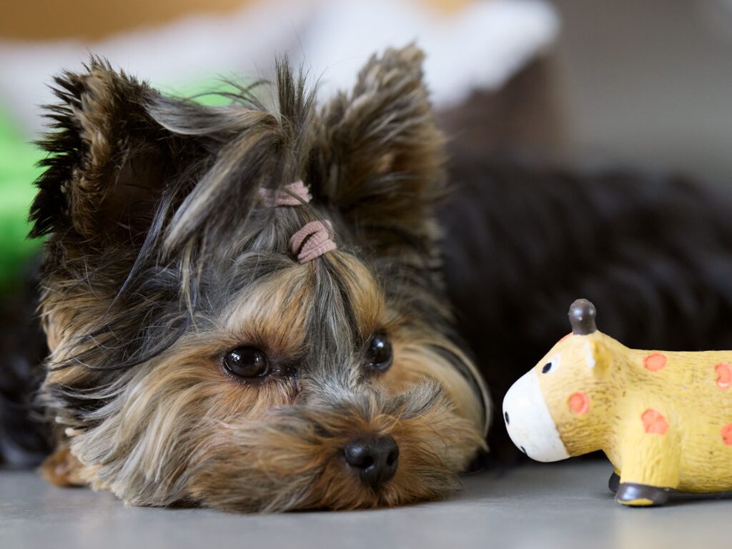 Cute Yorkshire Terrier puppy resting indoors with a toy dog figurine nearby.