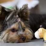 Puppy Grooming Cute Yorkshire Terrier puppy resting indoors with a toy dog figurine nearby.