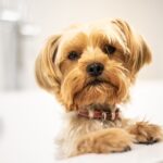 A cute Yorkshire Terrier puppy standing in a bathtub, looking curious and fluffy.