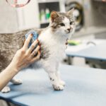 A cat being groomed with a brush at a veterinary clinic, showcasing pet care.