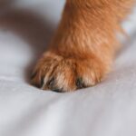 Closeup of little puppy paw with brown fur standing on clean soft bed in bedroom