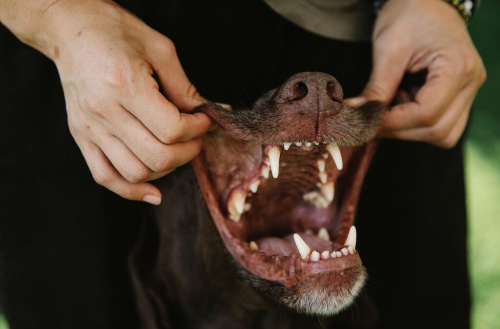 Crop unrecognizable woman touching muzzle of dog with sharp teeth and smooth coat in daytime