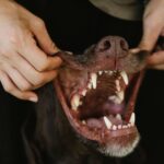 Crop unrecognizable woman touching muzzle of dog with sharp teeth and smooth coat in daytime
